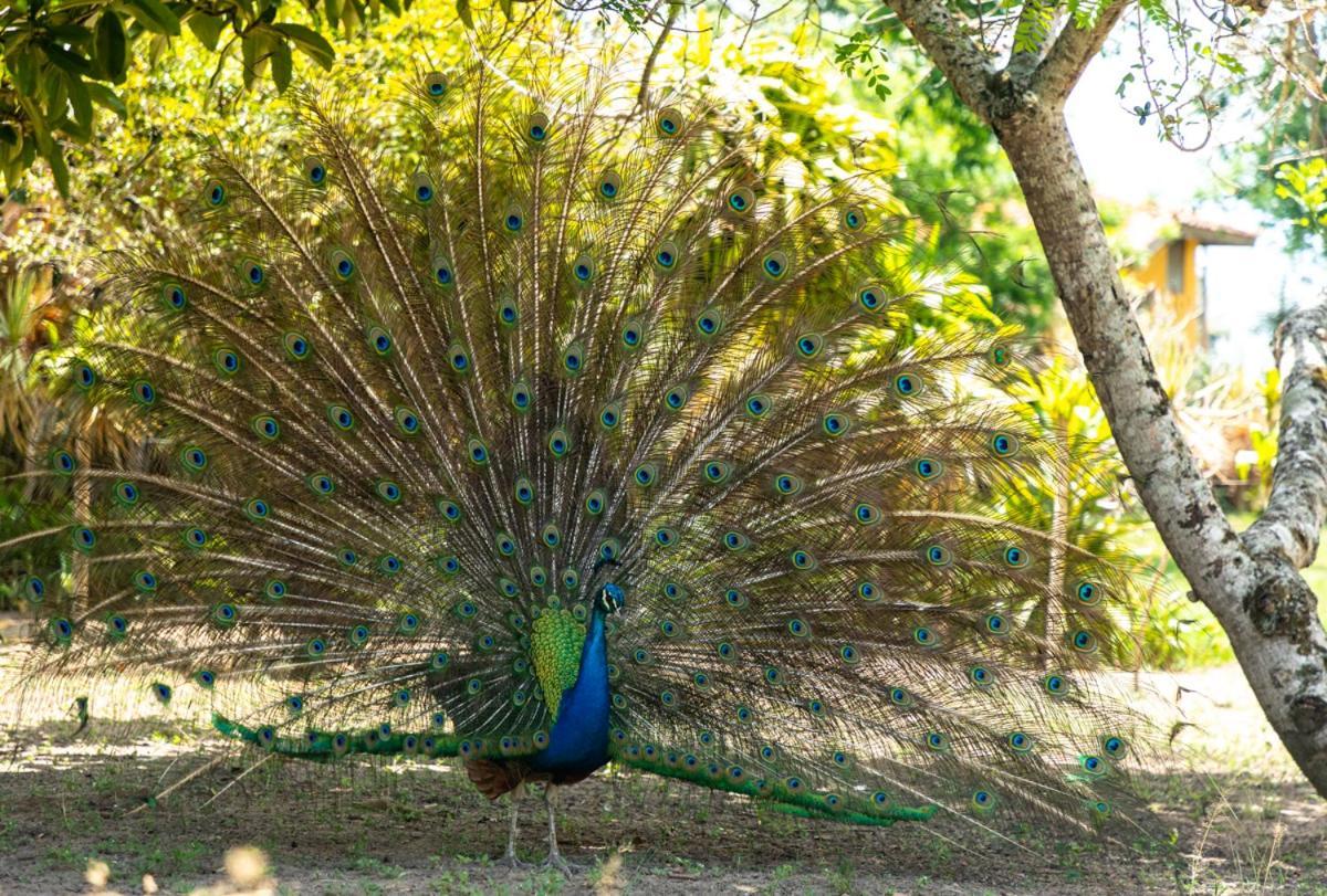 Fazenda Hotel Candeal Conceicao de Jacuipe Esterno foto